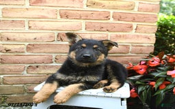 German Shepherd dogs for sale: Meadow - Image 2