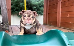 English Bulldog dogs for sale: Peaches - Image 6