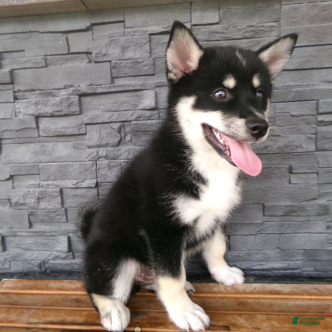 Pomsky dogs for sale: Sammy - Image 2