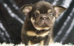 French Bulldog dogs for sale: Alexa - Image 2