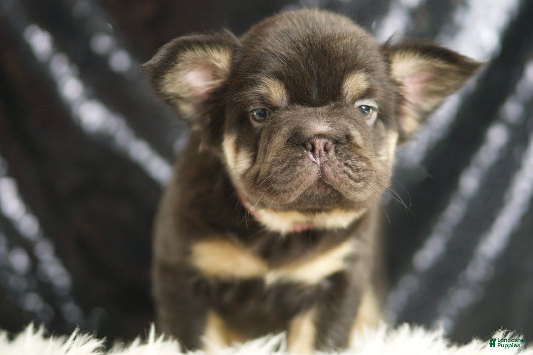 French Bulldog dogs for sale: Alexa - Image 2
