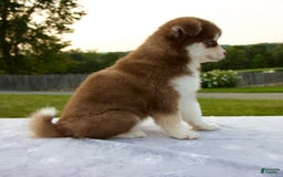 Pomsky dogs for sale: Raina - Image 4