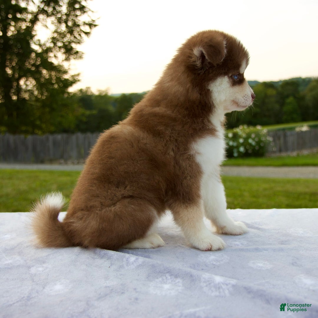 Pomsky dogs for sale: Raina - Image 4