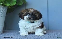 Shihpoo dogs for sale: Harper - Image 1