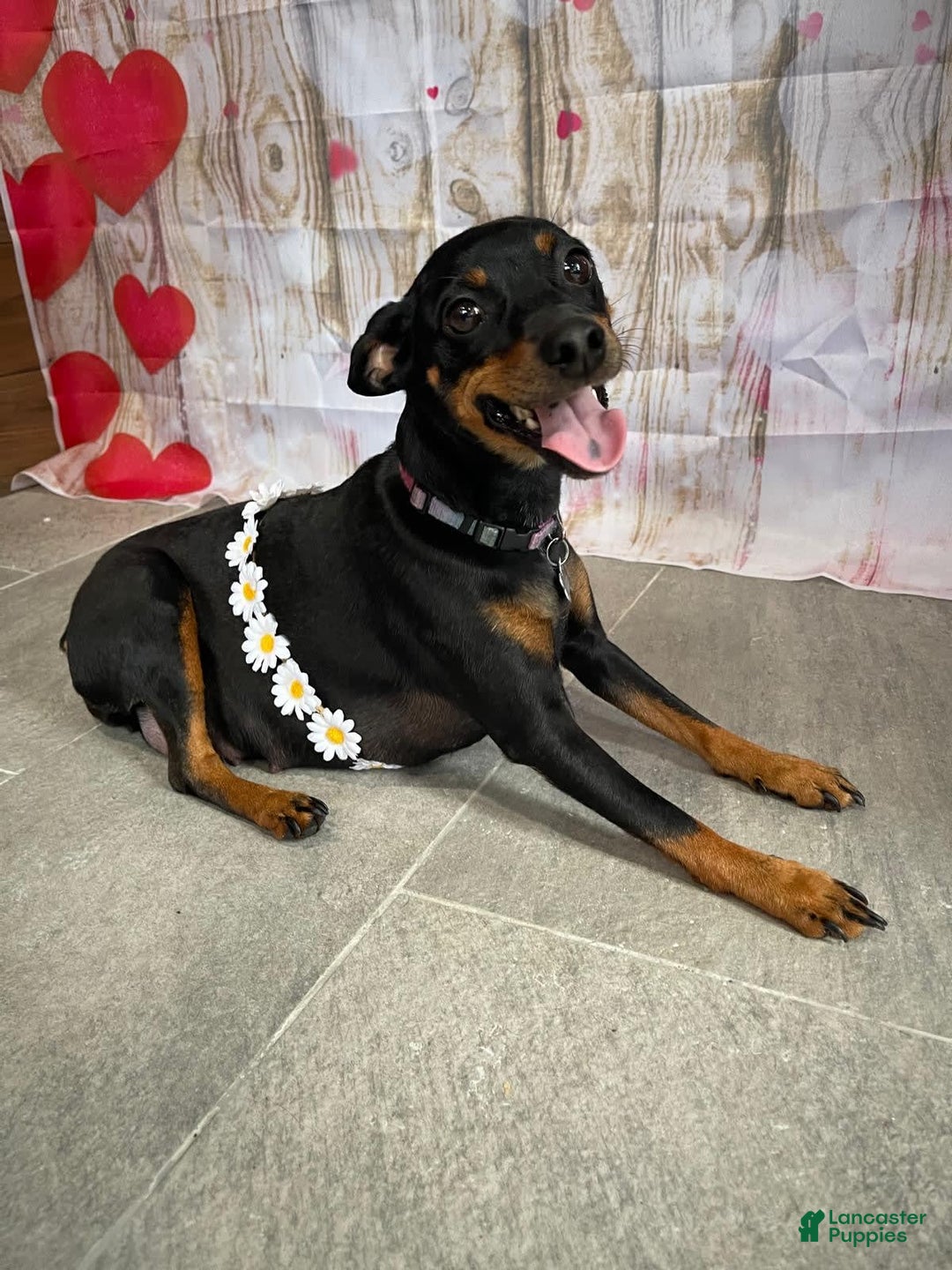 Miniature Pinscher dogs for sale: Benji - Image 7