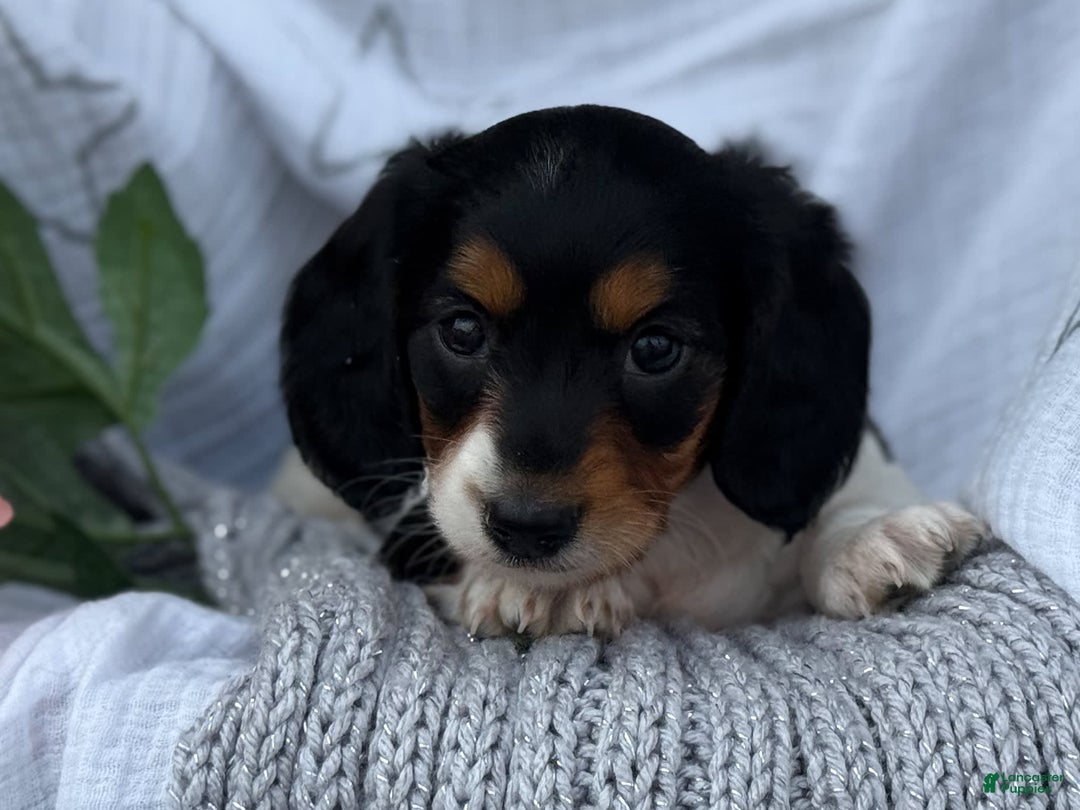 Miniature Dachshund dogs for sale: Ladybug - Image 8