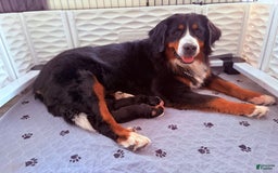 Bernese Mountain Dog dogs for sale: Jack - Image 3