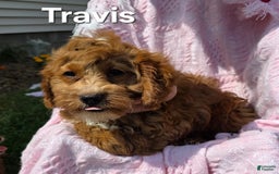 Cavapoo dogs for sale: Travis - Image 5