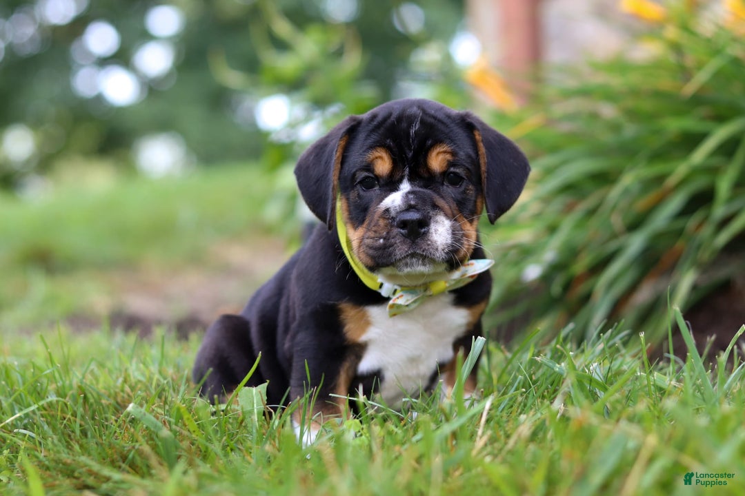 Beabull dogs for sale: Champ - Image 7