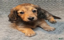 Miniature Dachshund dogs for sale: Summer - Image 7
