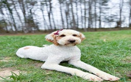 Goldendoodle dogs for sale: Charlotte - Image 25