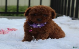 Toy Poodle dogs for sale: Honey - Image 7