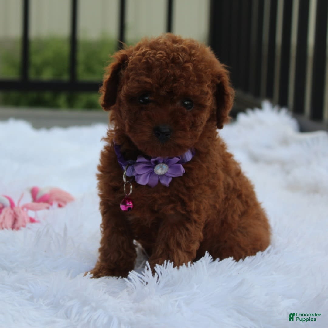 Toy Poodle dogs for sale: Honey - Image 7