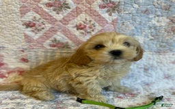 Maltipoo dogs for sale: Sofia - Image 3