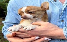 Chihuahua dogs for sale: Romeo - Image 11