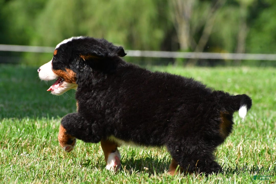 Bernese Mountain Dog dogs for sale: Bella - Image 4