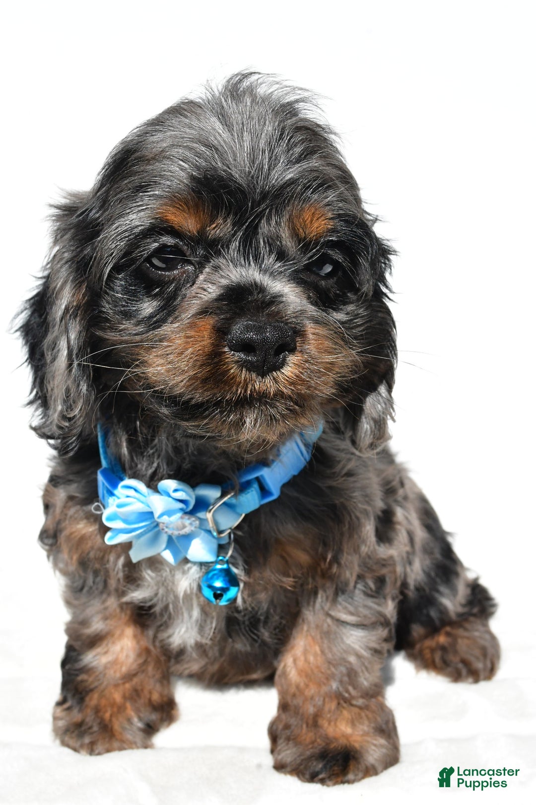 Cockapoo dogs for sale: Stacey - Image 5