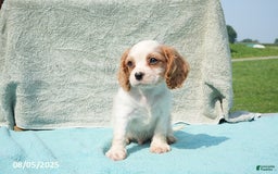 Cavalier King Charles Spaniel dogs for sale: Cavalier King Charles Spaniel 6 puppies - Image 15