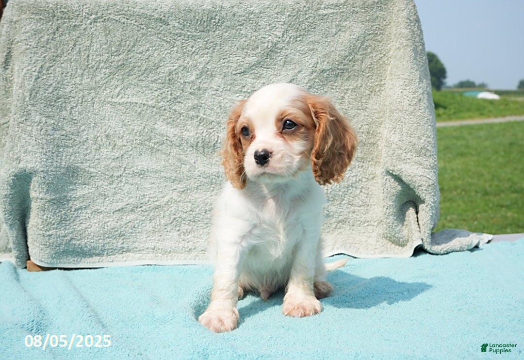 Cavalier King Charles Spaniel dogs for sale: Cavalier King Charles Spaniel 6 puppies - Image 15