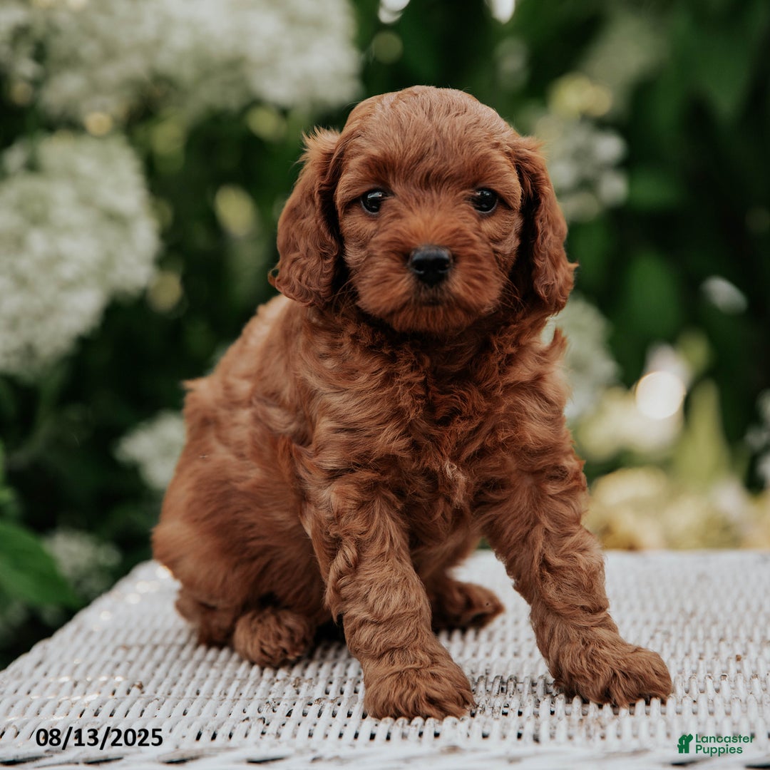 Cavapoo dogs for sale: Pepper - Image 1