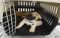 Pug dogs for sale: Becky - Image 2
