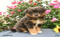 Smooth Fox Terrier dogs for sale: Oliver - Image 4
