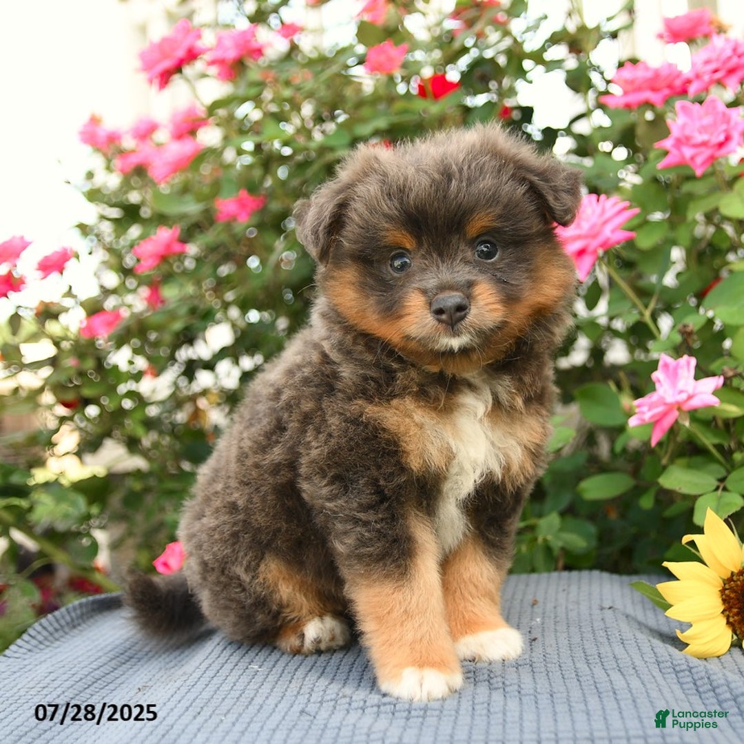 Smooth Fox Terrier dogs for sale: Oliver - Image 4