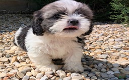 Lhasa Apso dogs for sale: Kodiak - Image 12