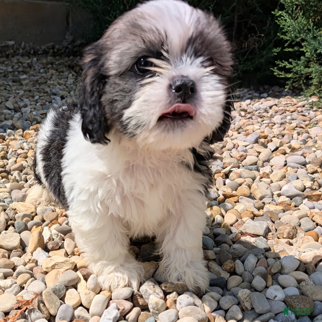 Lhasa Apso dogs for sale: Kodiak - Image 12