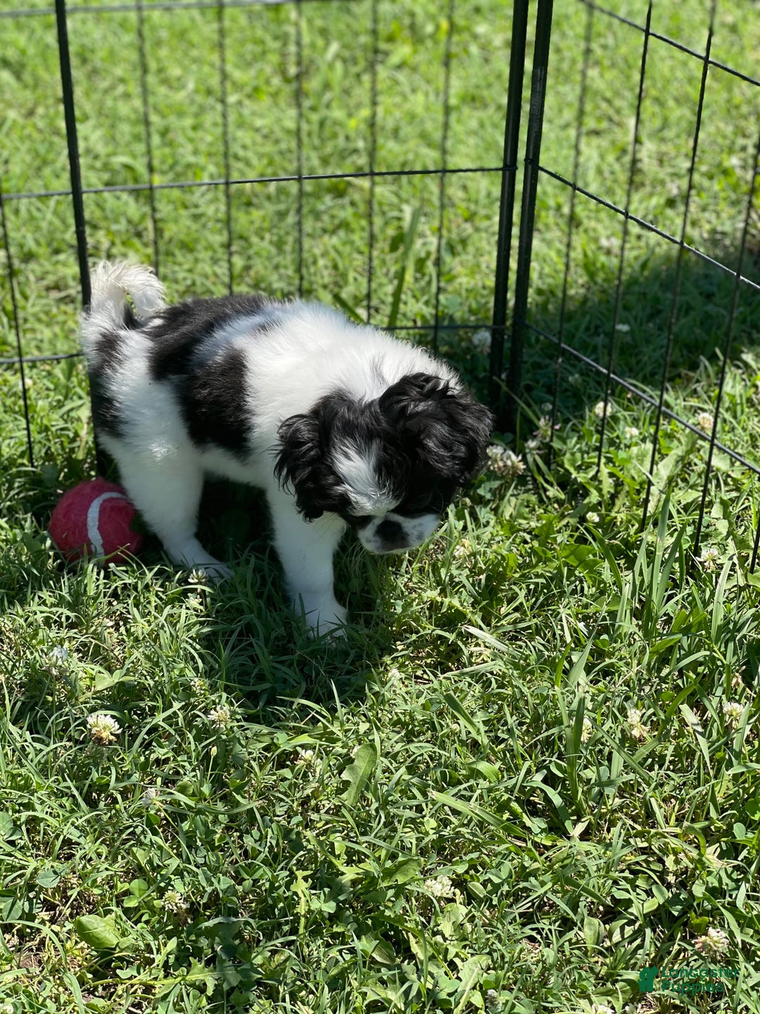 Japanese Chin dogs for sale: Puppy 11 - Image 2