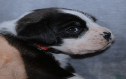 Boxer dogs for sale: Red Collar Male - Image 1