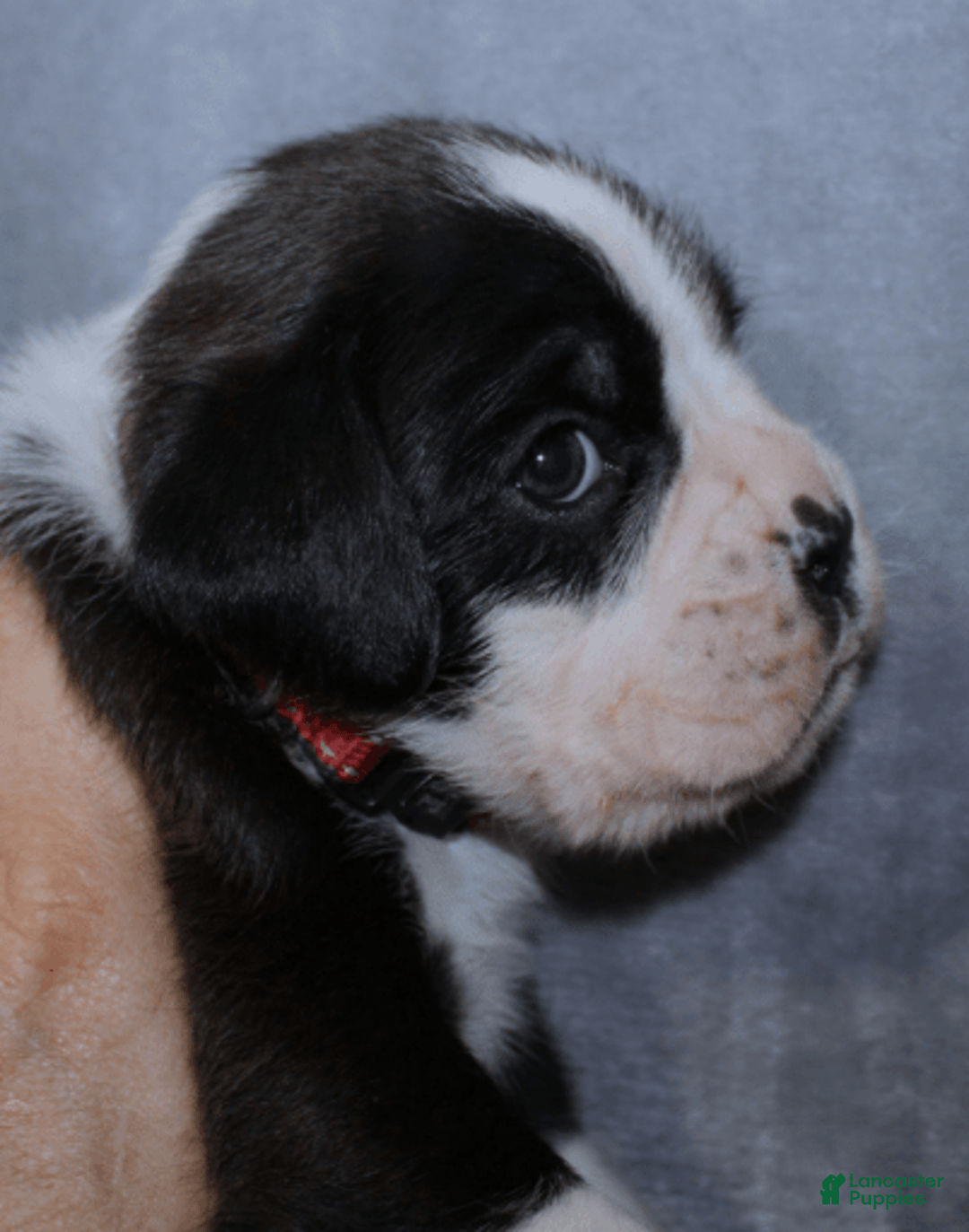 Boxer dogs for sale: Red Collar Male - Image 1
