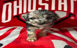 Mini Aussiedoodle dogs for sale: Tulip - Image 6