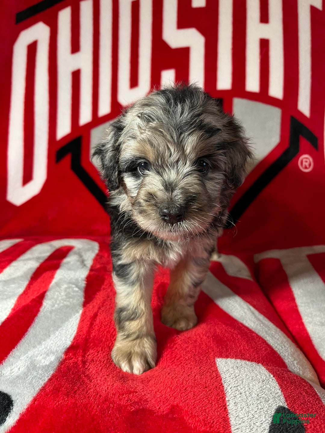 Mini Aussiedoodle dogs for sale: Tulip - Image 6