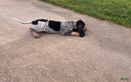 Coonhound dogs for sale: Thor - Image 1