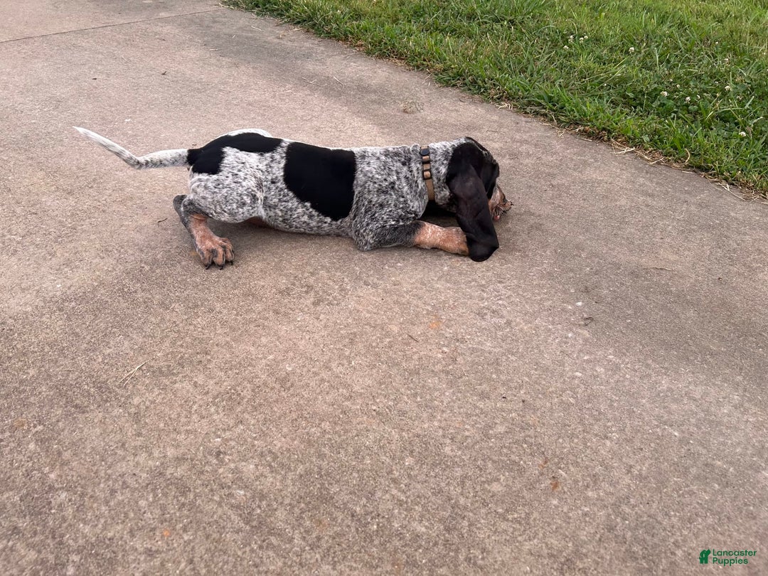 Coonhound dogs for sale: Thor - Image 1