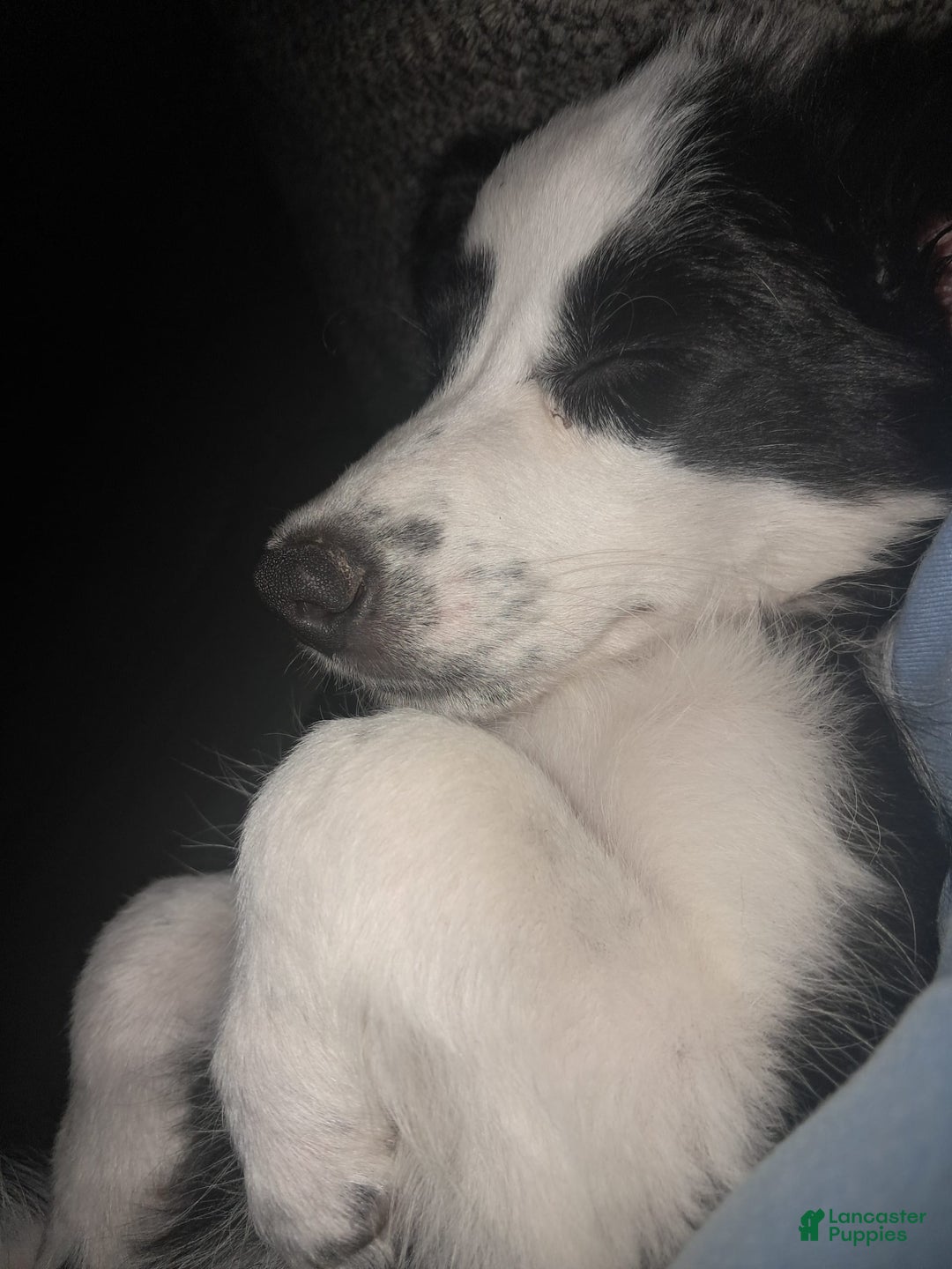 Border Collie dogs for sale: Cookie - Image 2