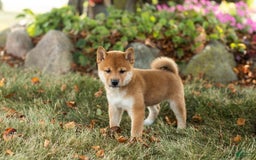 Shiba Inu dogs for sale: Elliot - Image 1