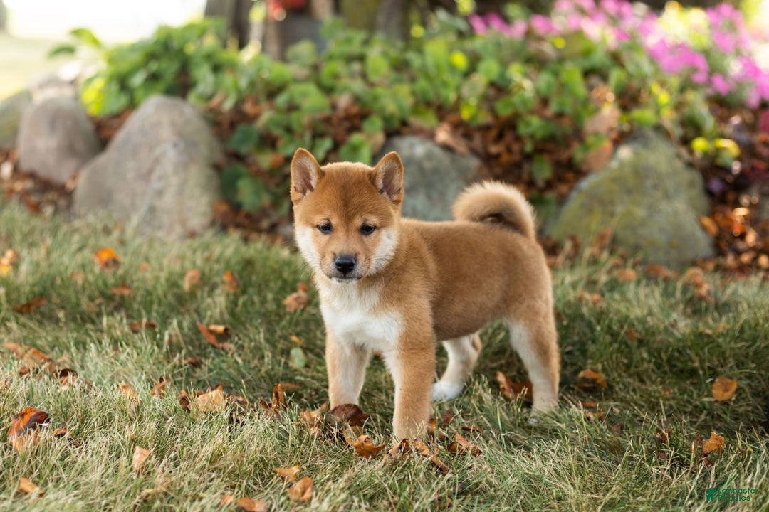 Shiba Inu dogs for sale: Elliot - Image 1