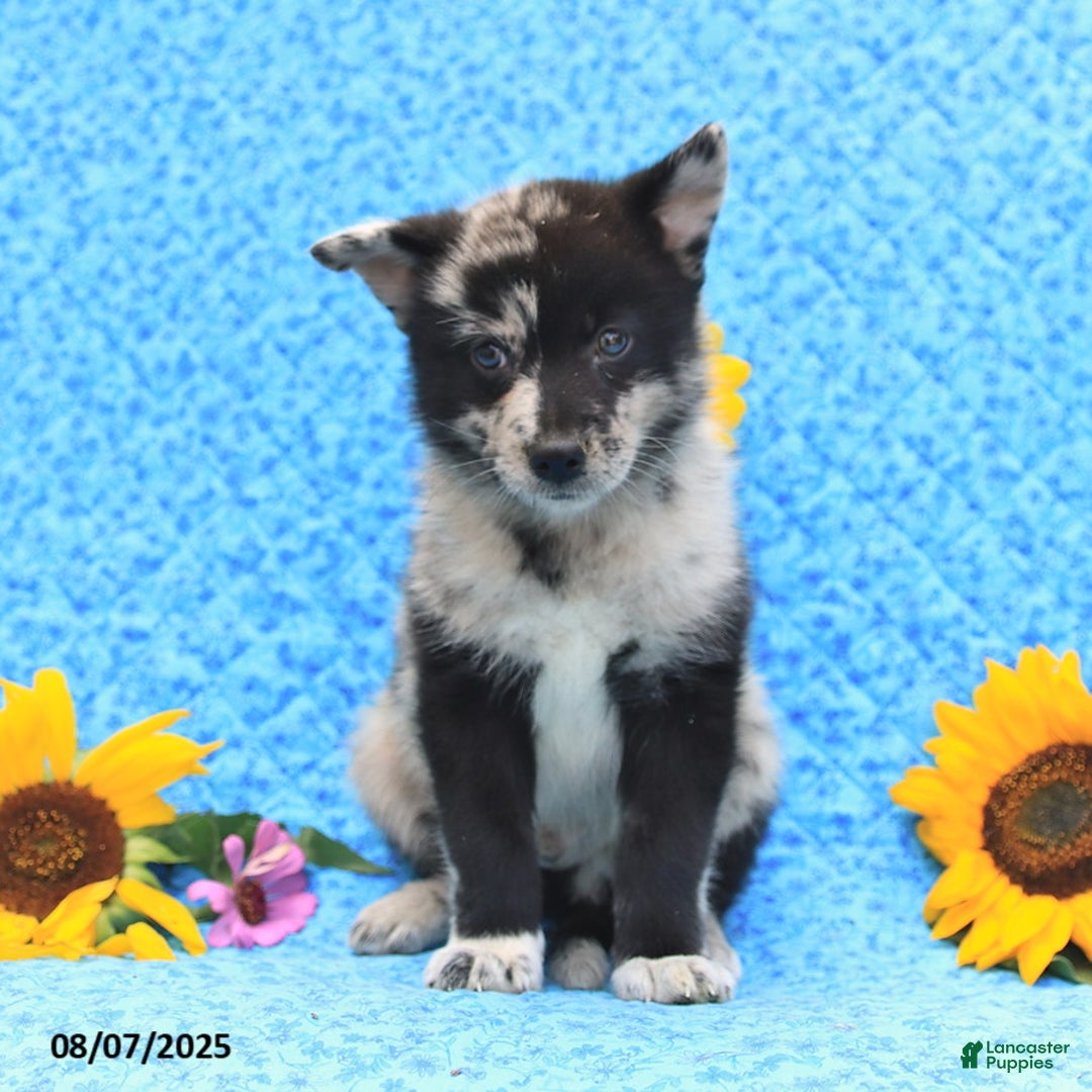 Pomsky dogs for sale: Mochi - Image 3