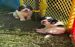Cockapoo dogs for sale: Cockapoo 3 puppies - Image 2