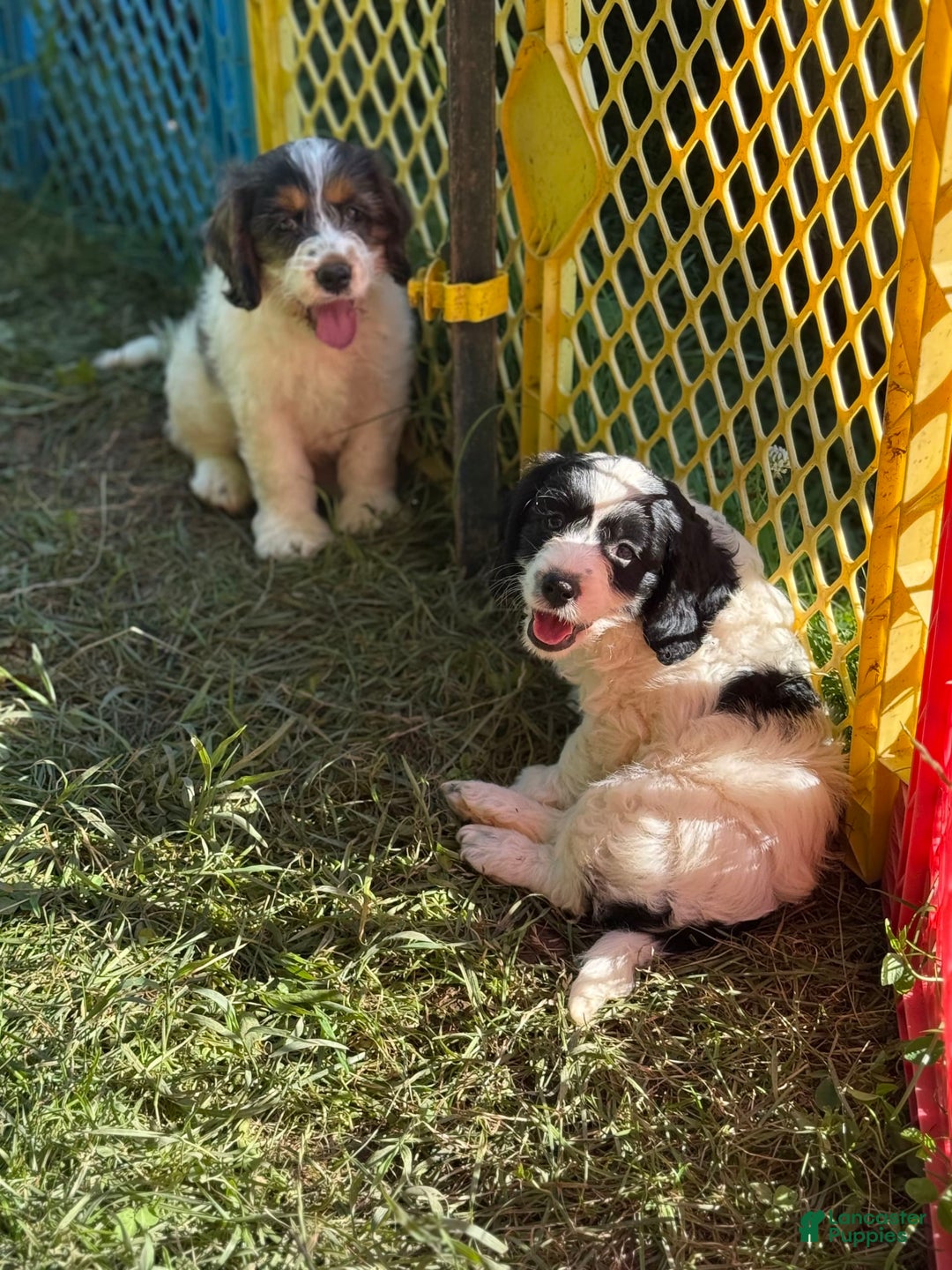 Cockapoo dogs for sale: Cockapoo 3 puppies - Image 2