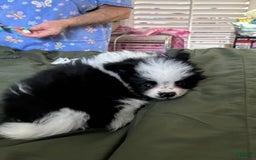 Pomeranian dogs for sale: Lexi Black - Image 9