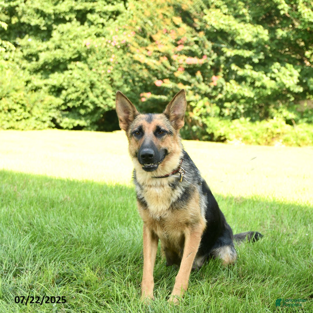 German Shepherd dogs for sale: Heidi - Image 4