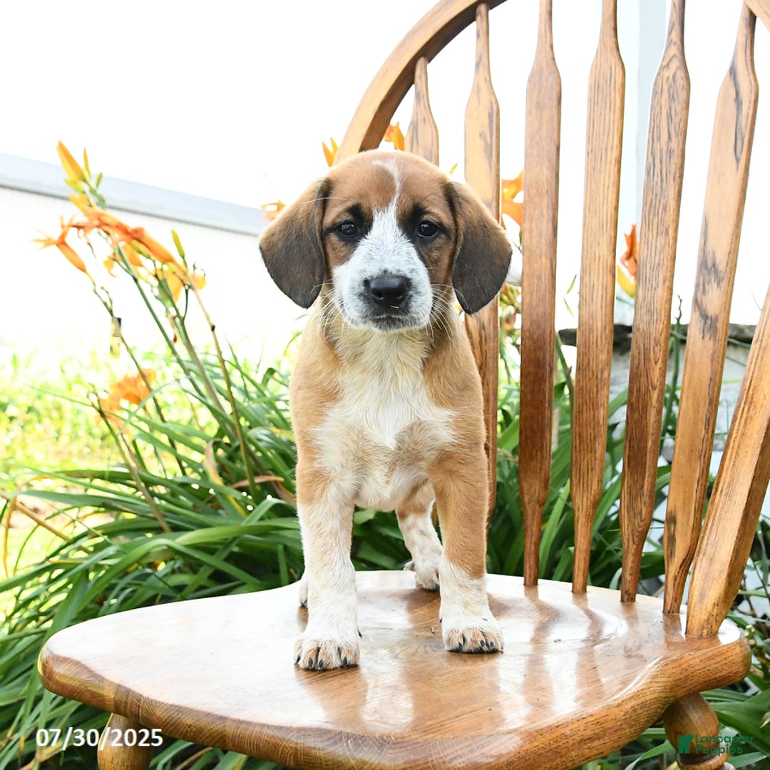 Beagle dogs for sale: Lady - Image 2