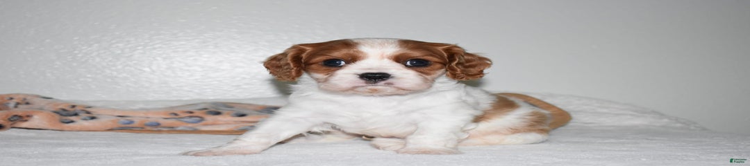 Koda