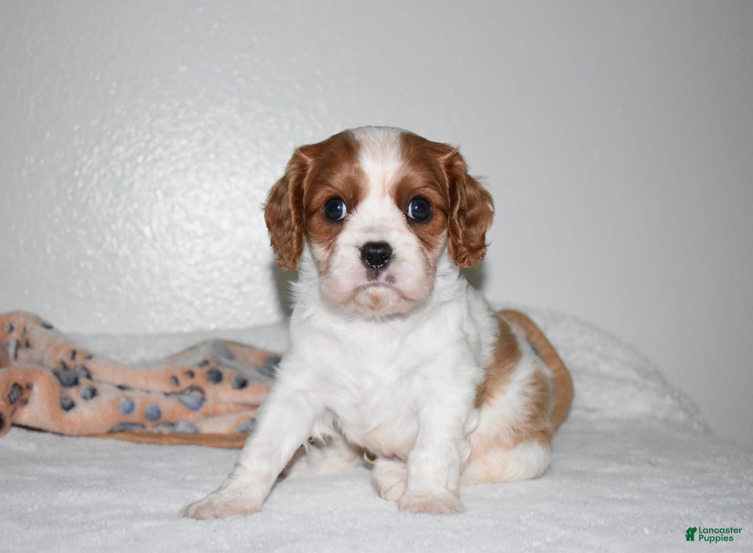 Cavalier King Charles Spaniel dogs for sale: Koda - Image 4