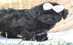 Yorkiepoo dogs for sale: Plaid - Image 13