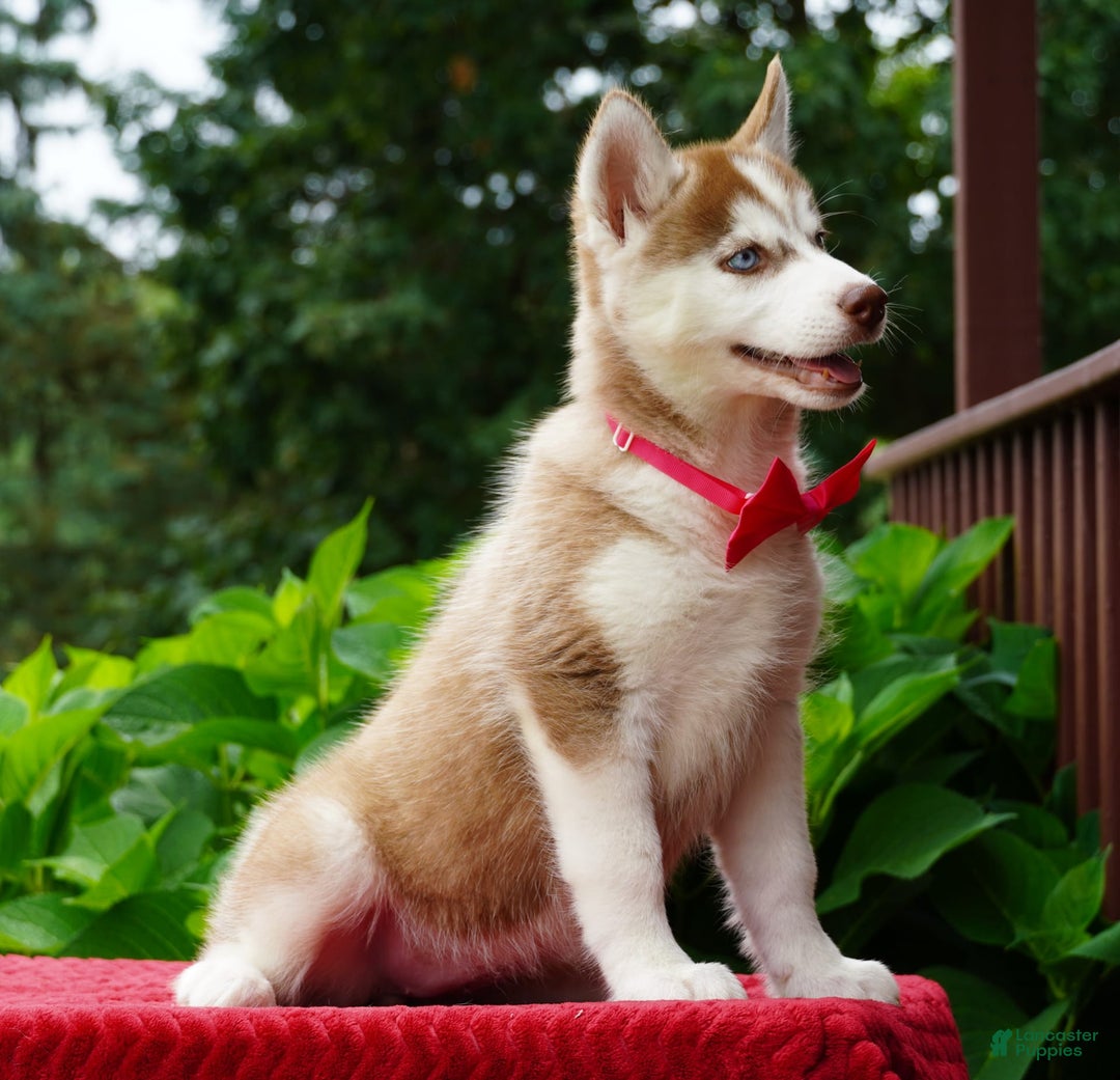 Siberian Husky dogs for sale: Bella - Image 7