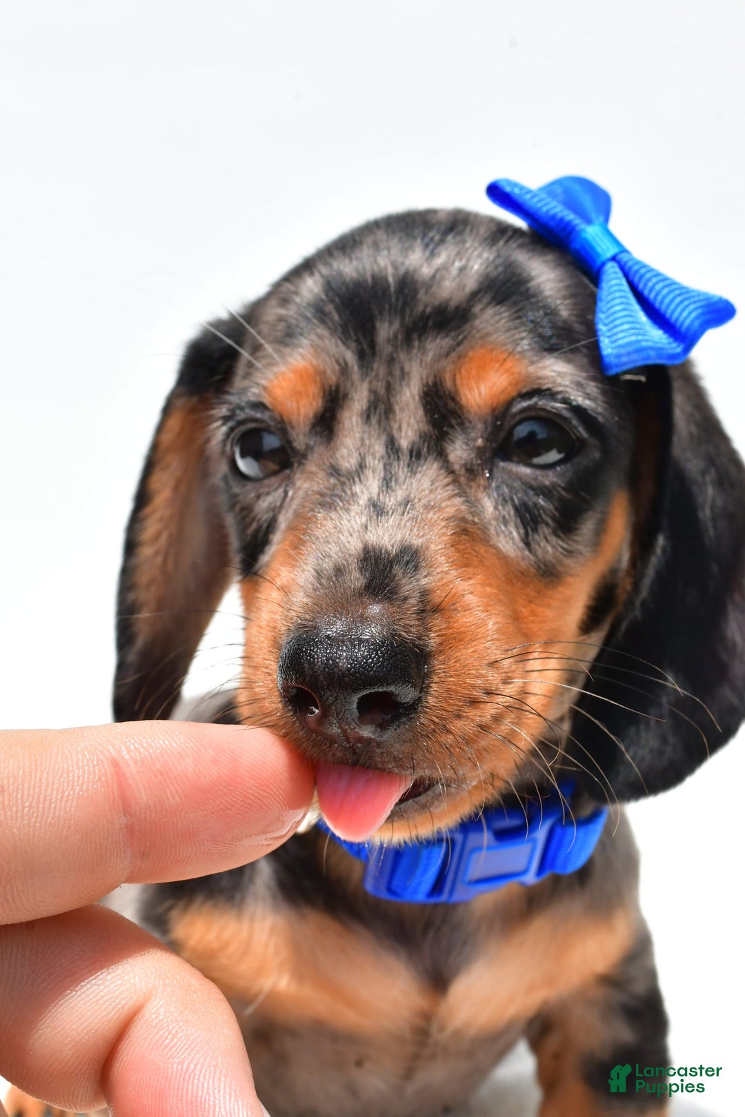 Miniature Dachshund dogs for sale: Joey - Image 2